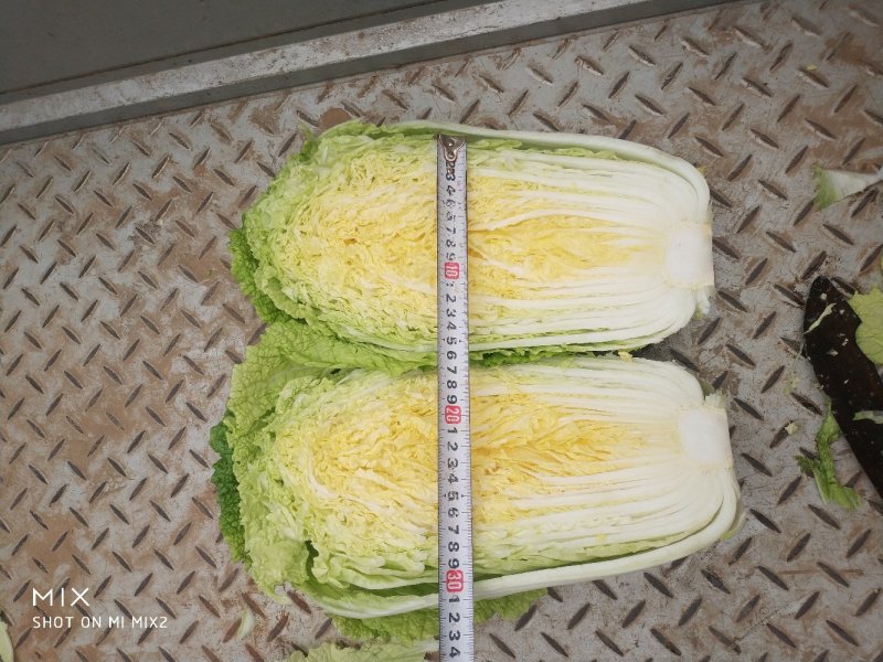 陆地玲珑黄，春风，等品种。大中小颗白菜都有。产地供应！