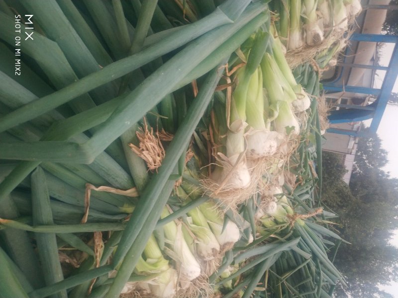 特色鸡腿大葱(大头葱)毛葱。冬储大葱。产地货源。
