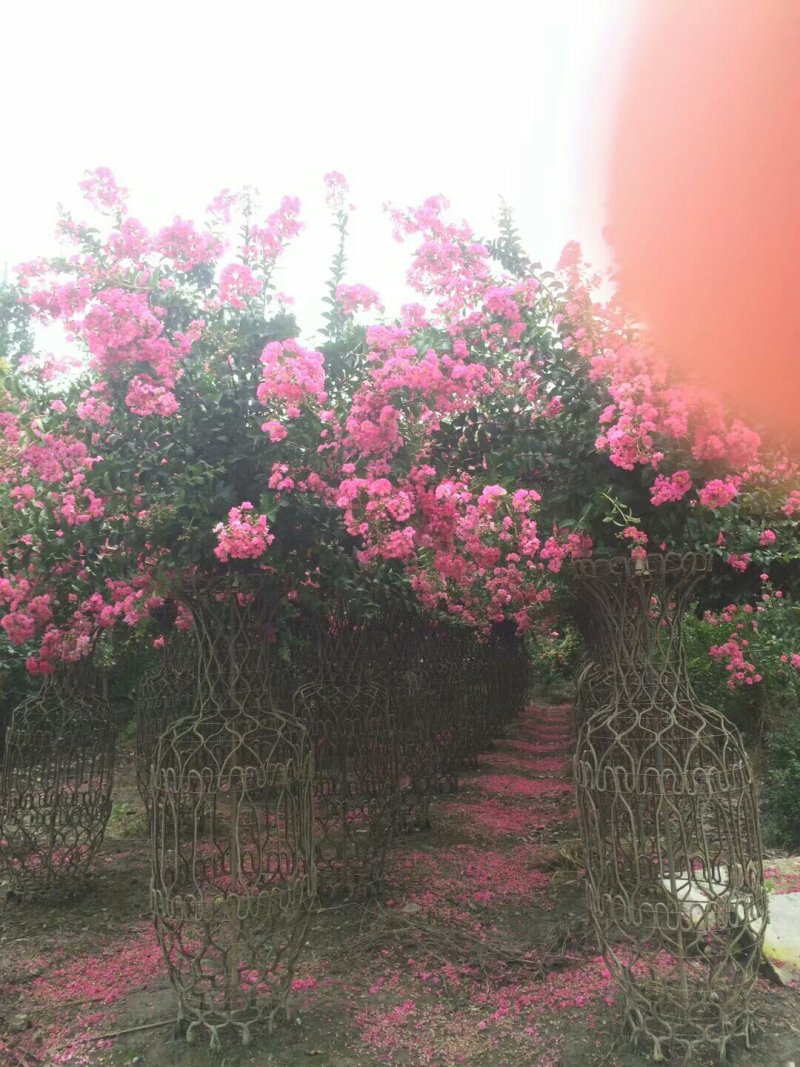 批发基地直销紫薇花瓶