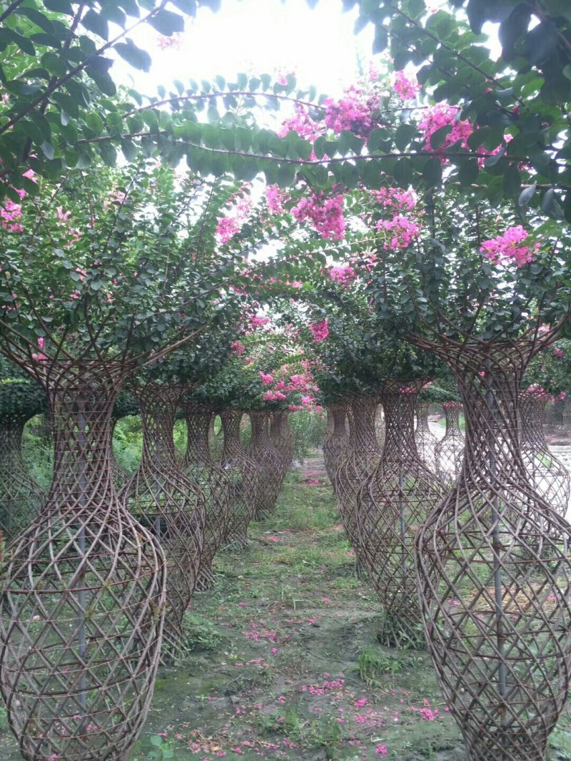 批发基地直销紫薇花瓶