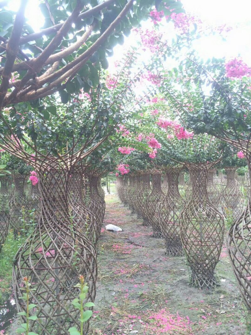 批发基地直销紫薇花瓶