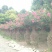 批发基地直销紫薇花瓶