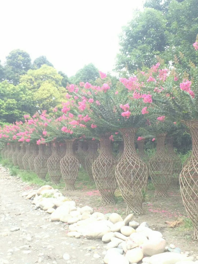 批发基地直销紫薇花瓶