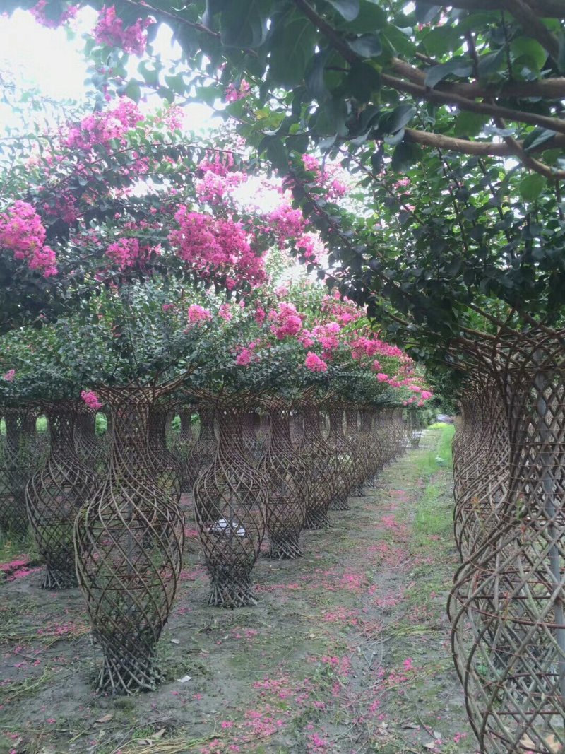 批发基地直销紫薇花瓶
