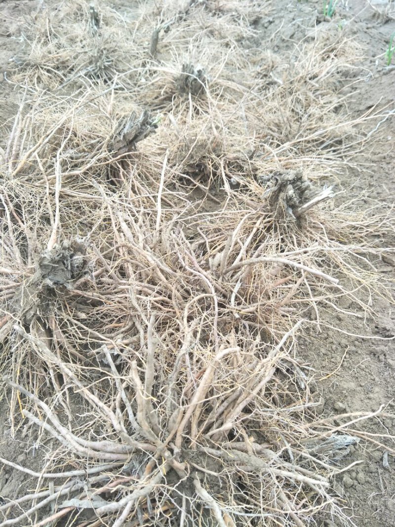 黄花菜种苗