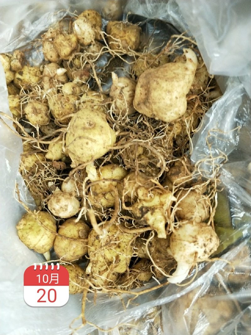 黄精种苗