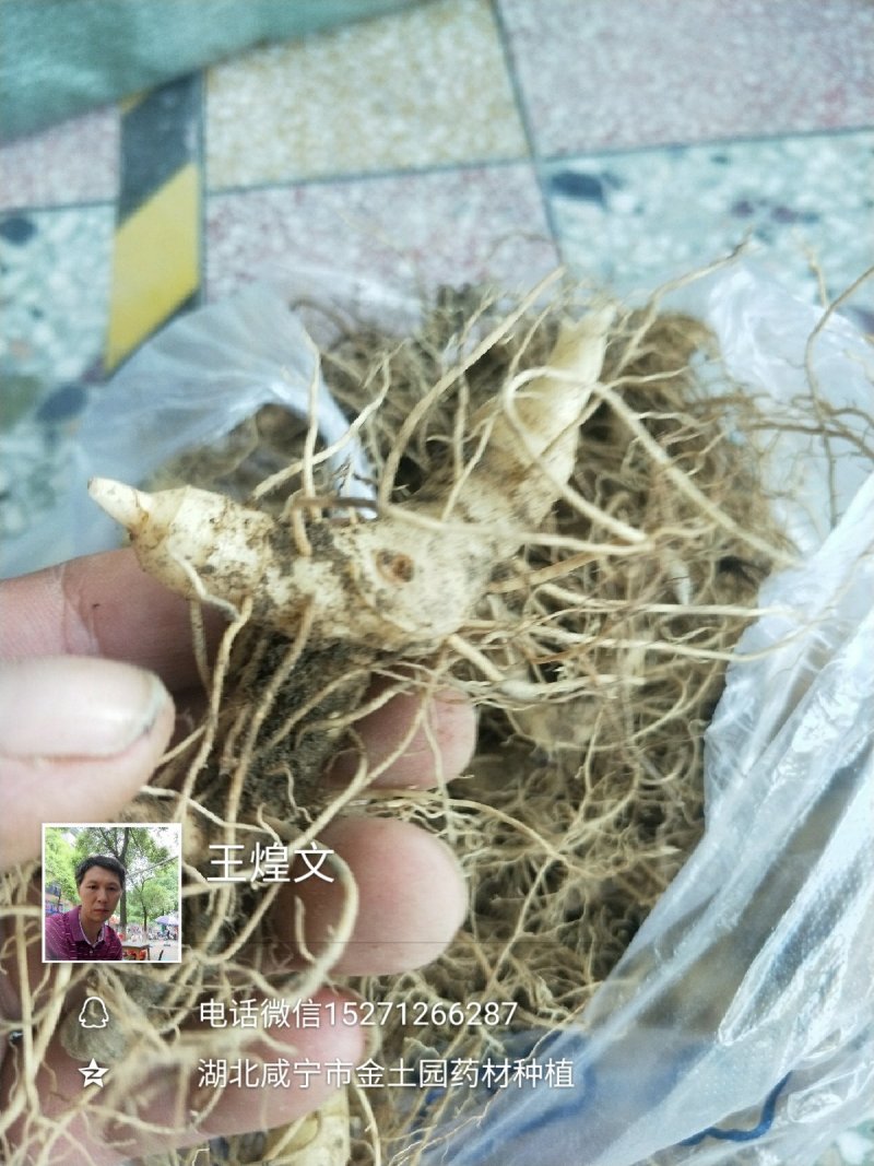 黄精种苗