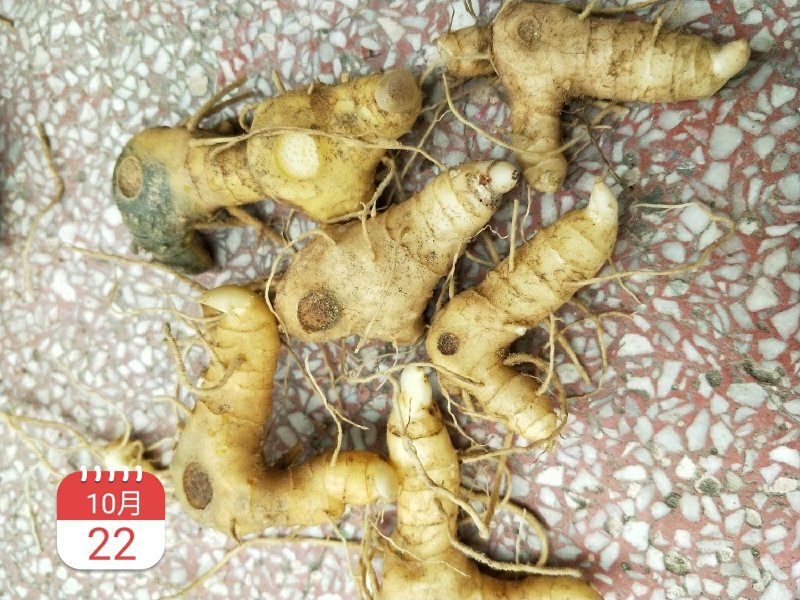 黄精种苗