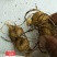 黄精种苗
