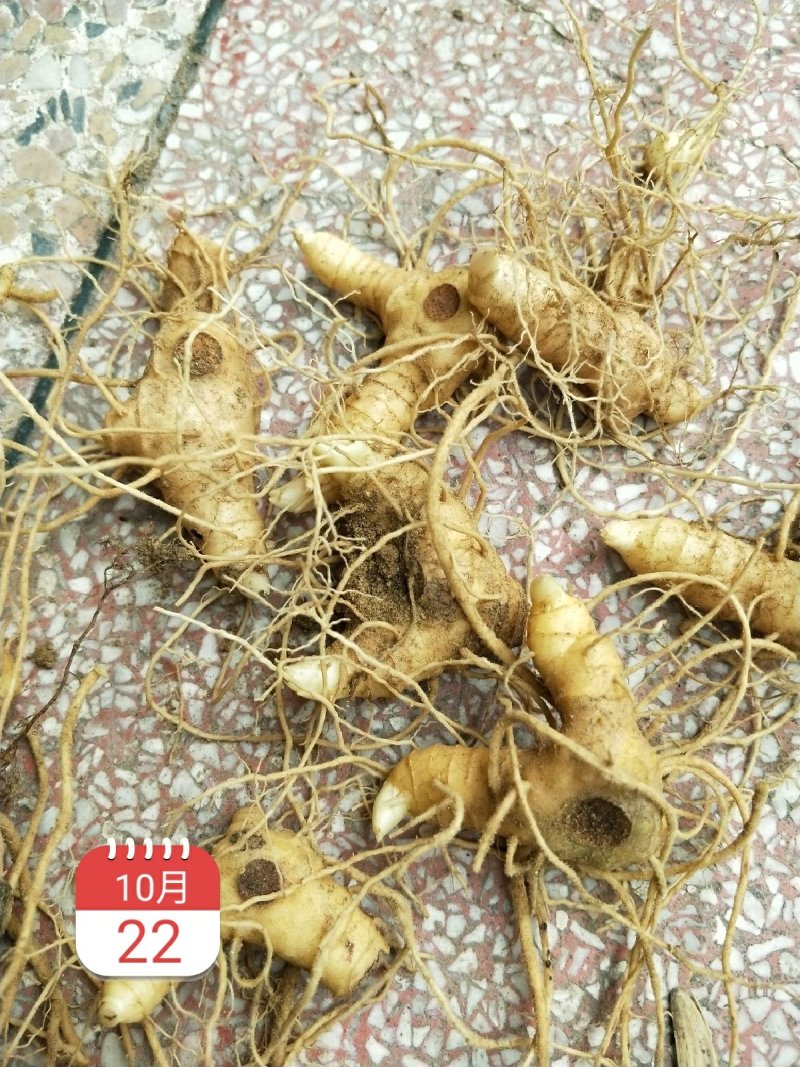 黄精种苗