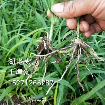 白芨种苗