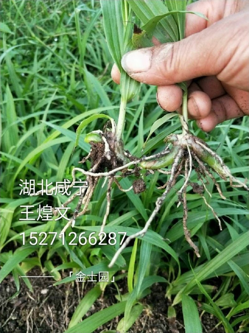 白芨种苗
