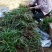 白芨种苗