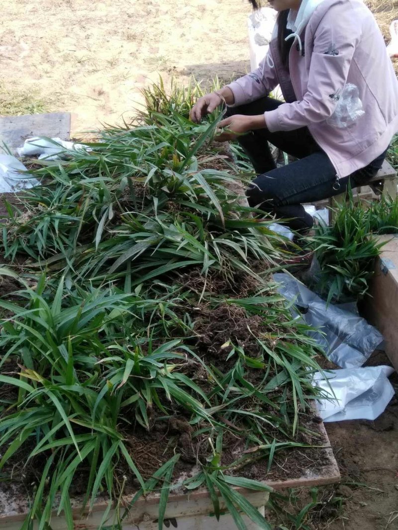 白芨种苗