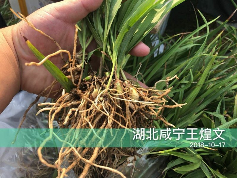 白芨种苗