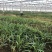 白芨种苗