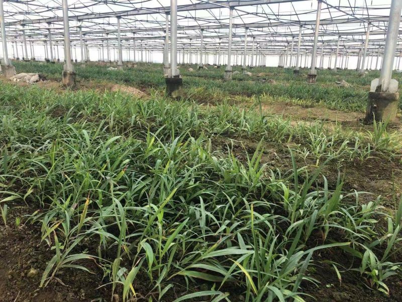 白芨种苗