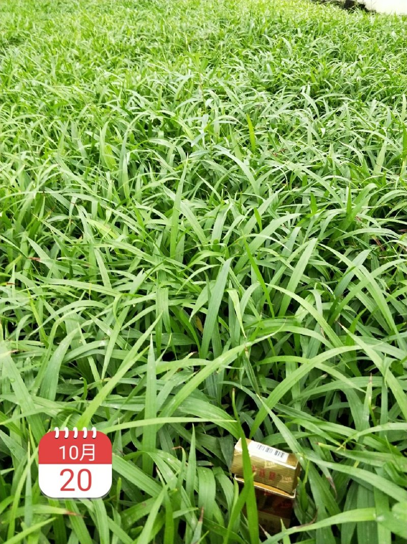 白芨种苗
