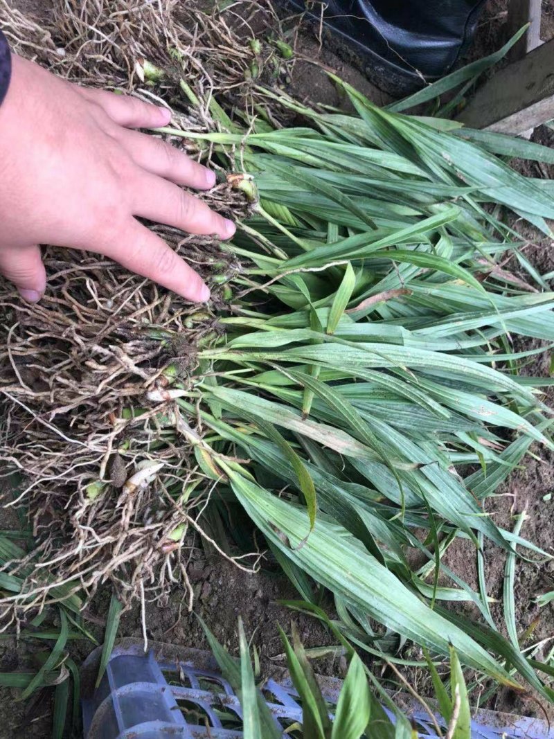 白芨种苗