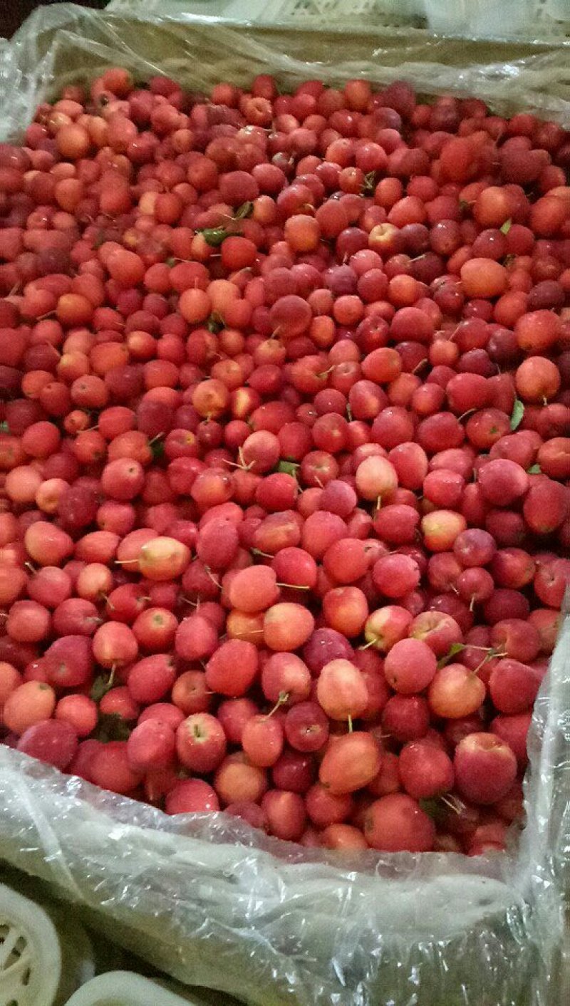 鸡心果