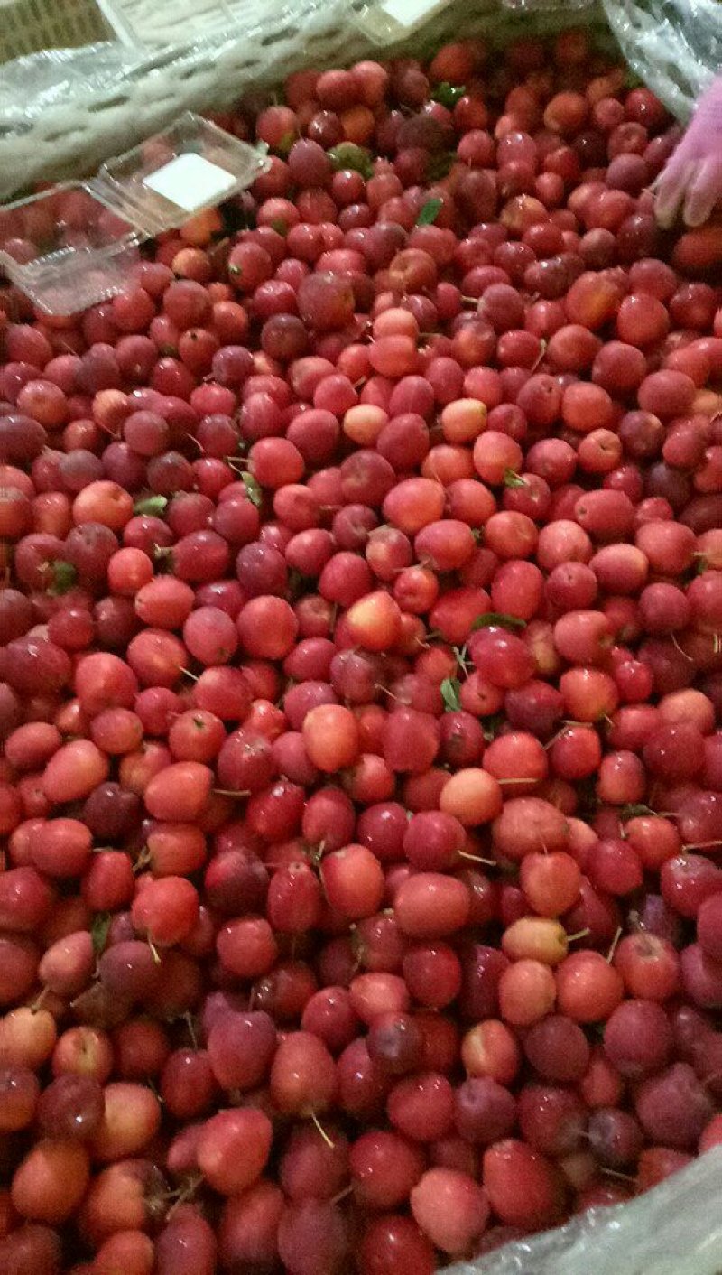 鸡心果