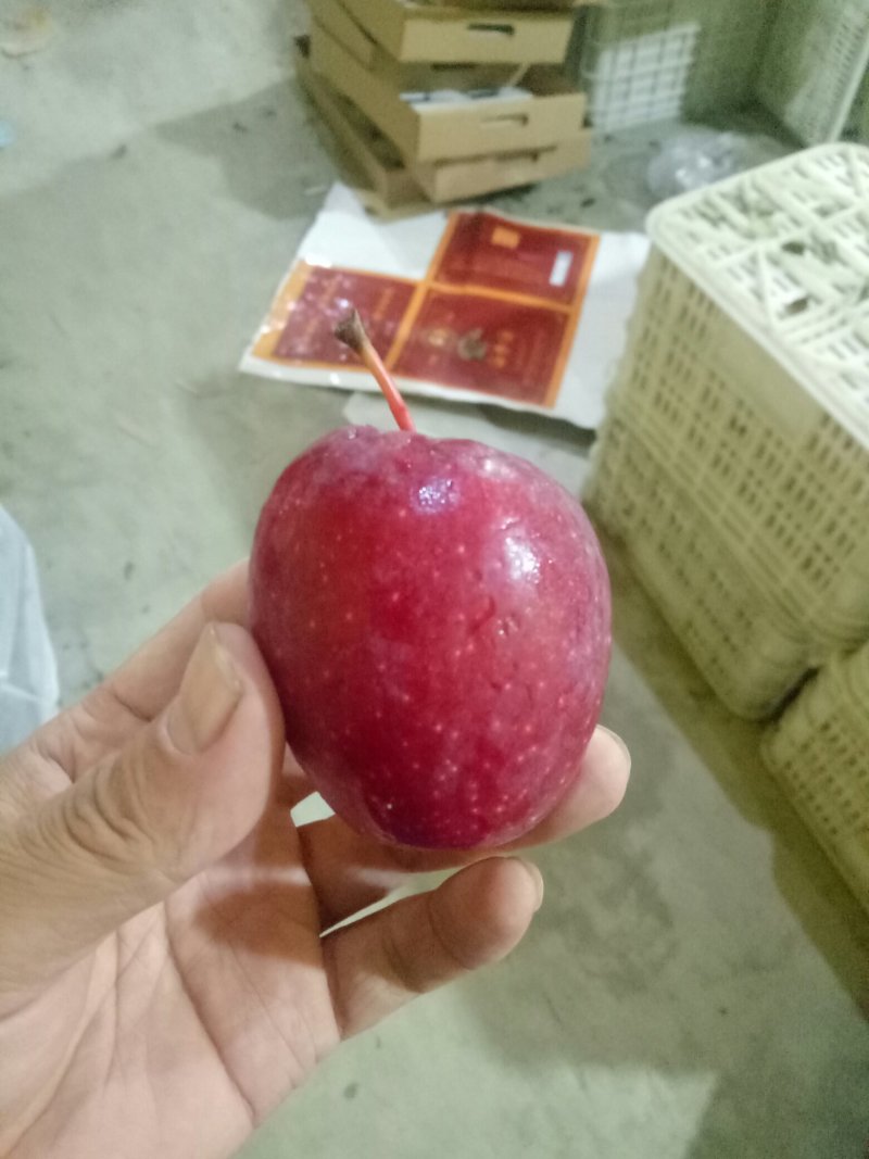 鸡心果