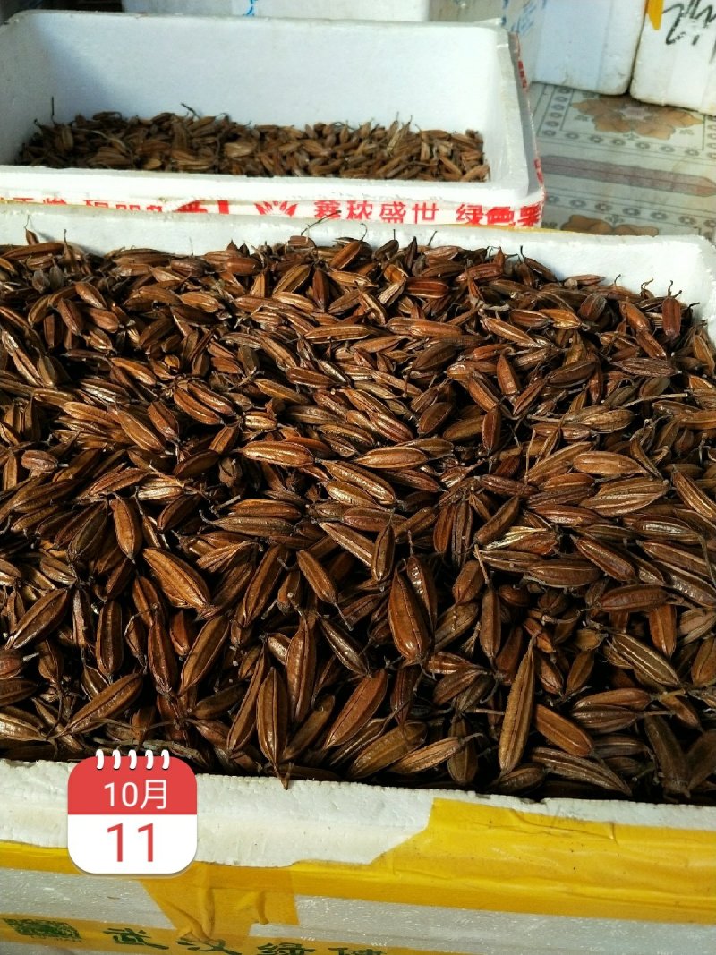 白芨果荚