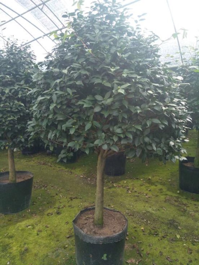茶花树50~80cm
