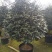 茶花树50~80cm