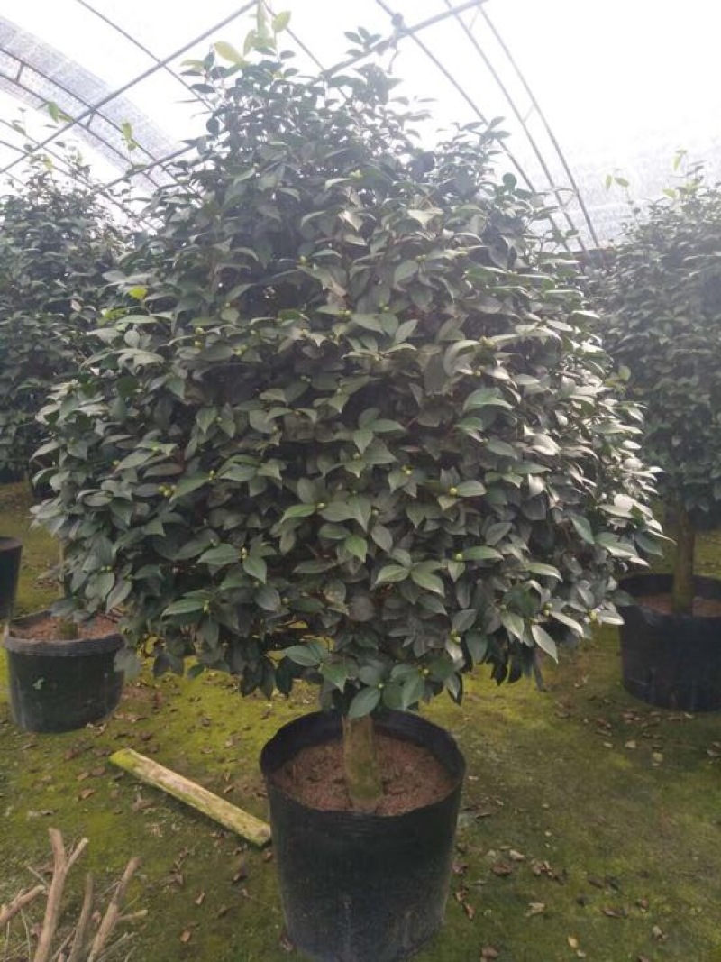 茶花树50~80cm