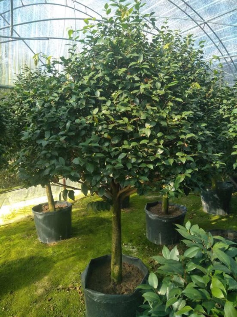 茶花树50~80cm