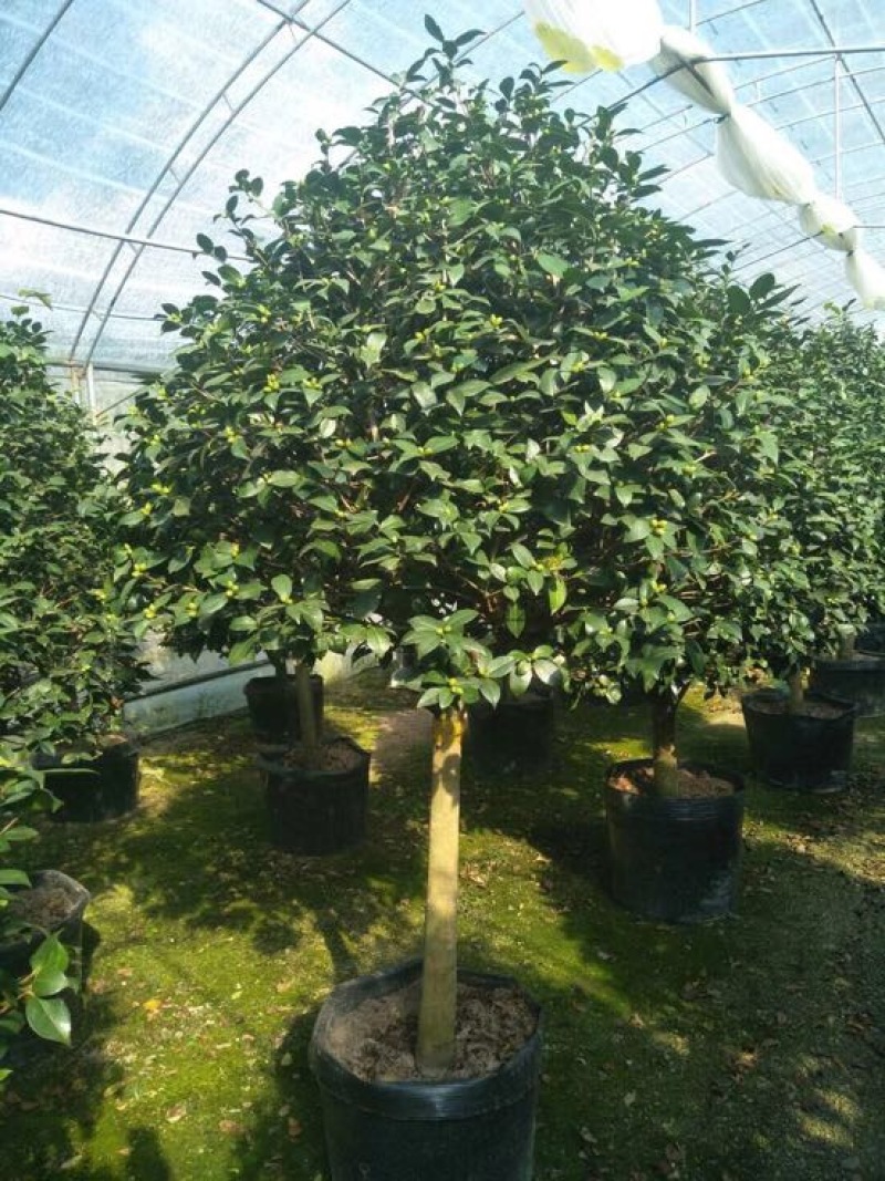 茶花树50~80cm