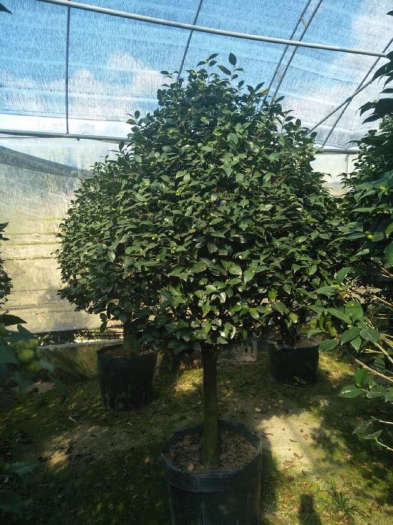 茶花树50~80cm