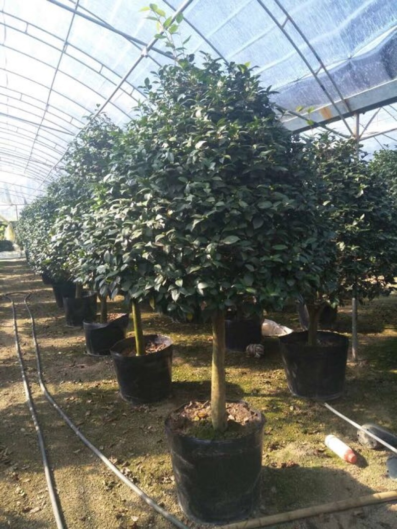 茶花树50~80cm