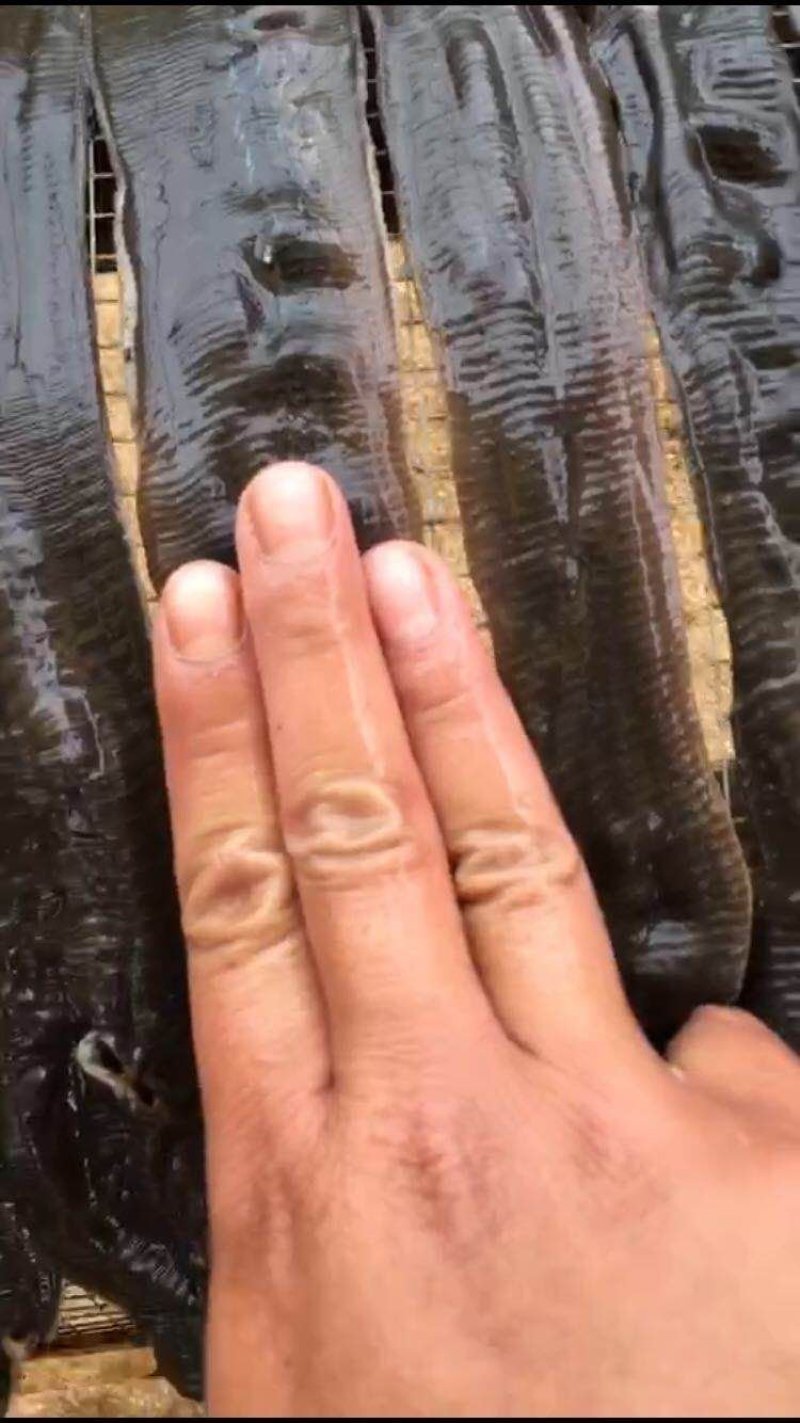 蚯蚓
