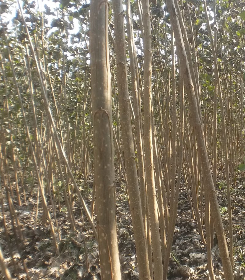 杨树苗