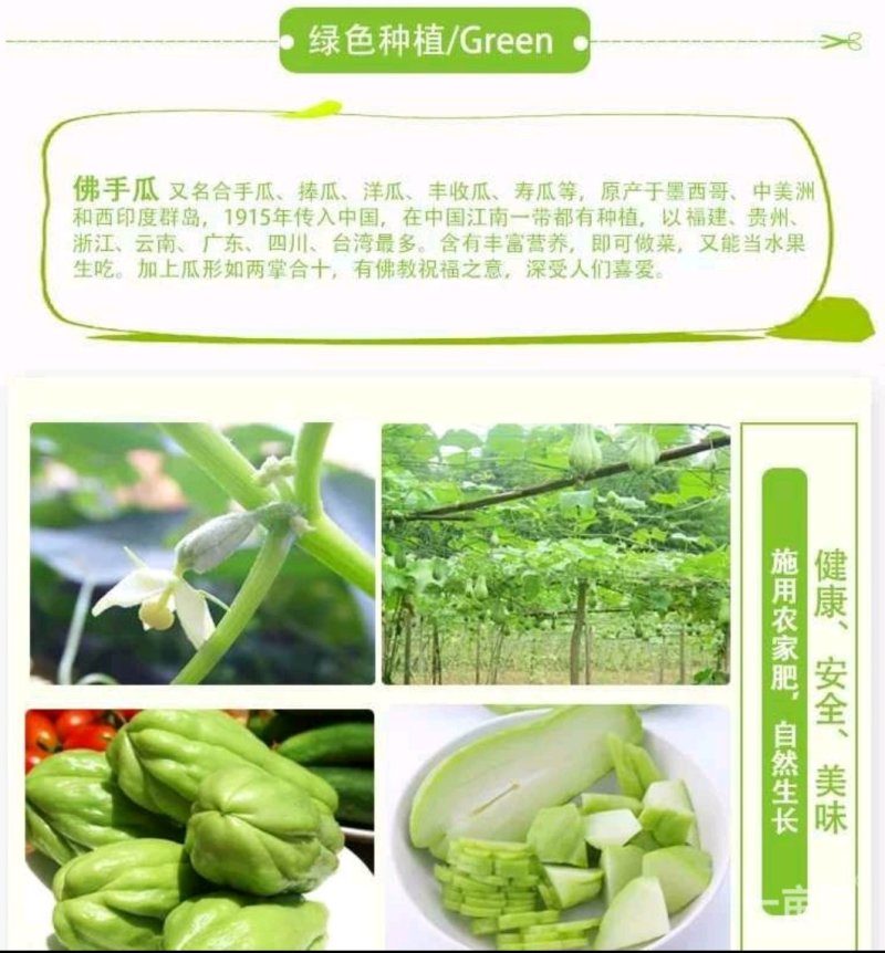 来自贵州万亩佛手瓜种植基地鲜嫩佛手瓜及瓜种诚信经营中