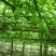 来自贵州万亩佛手瓜种植基地鲜嫩佛手瓜及瓜种诚信经营中