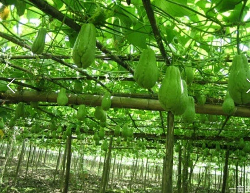 来自贵州万亩佛手瓜种植基地鲜嫩佛手瓜及瓜种诚信经营中