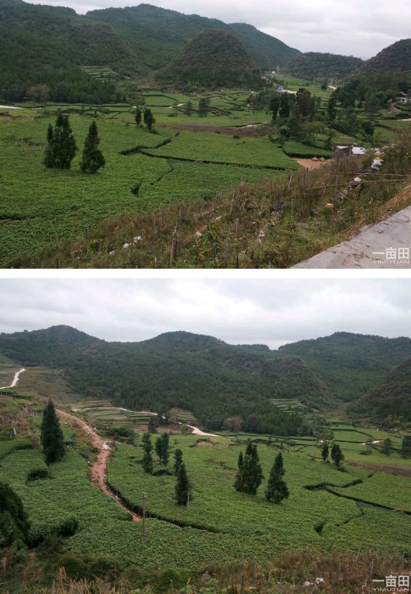 来自贵州万亩佛手瓜种植基地鲜嫩佛手瓜及瓜种诚信经营中