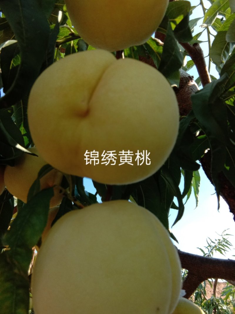锦绣黄桃苗2年苗
