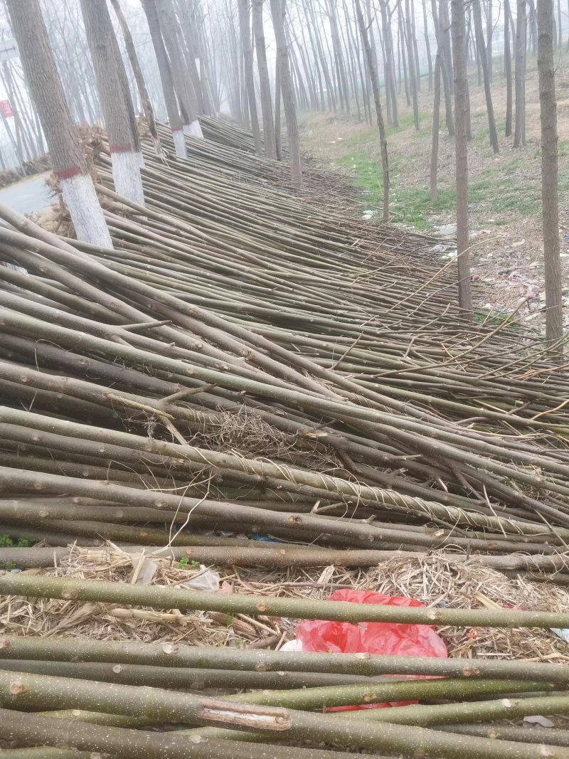 梧桐树苗本地梧桐苗开花桐树苗河南货源