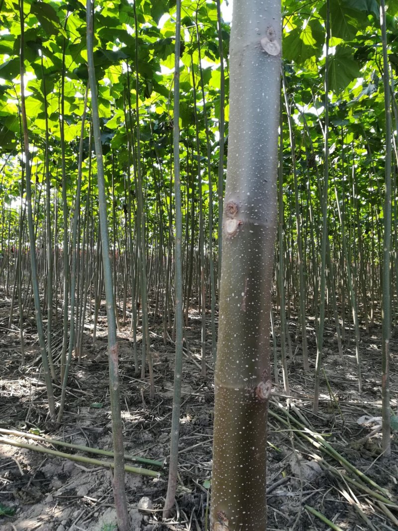 梧桐树苗本地梧桐苗开花桐树苗河南货源