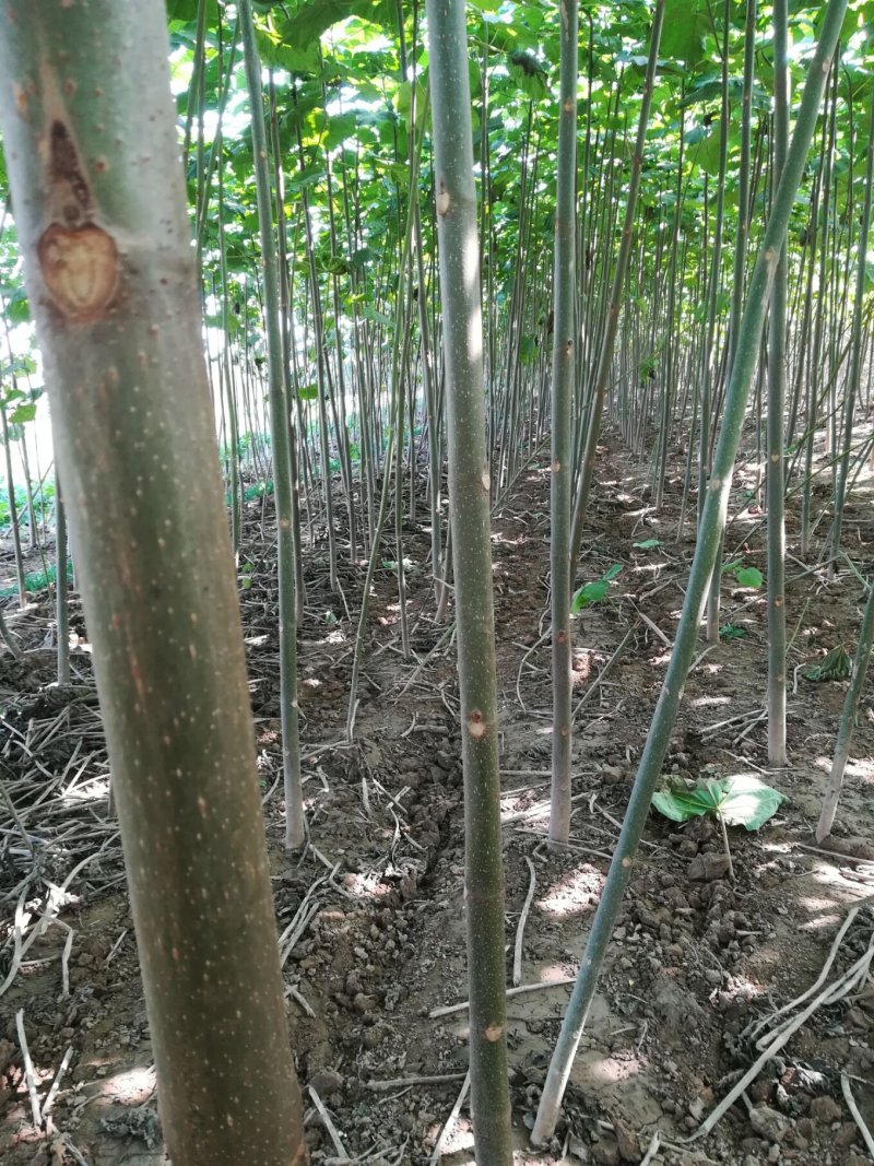 梧桐树苗本地梧桐苗开花桐树苗河南货源