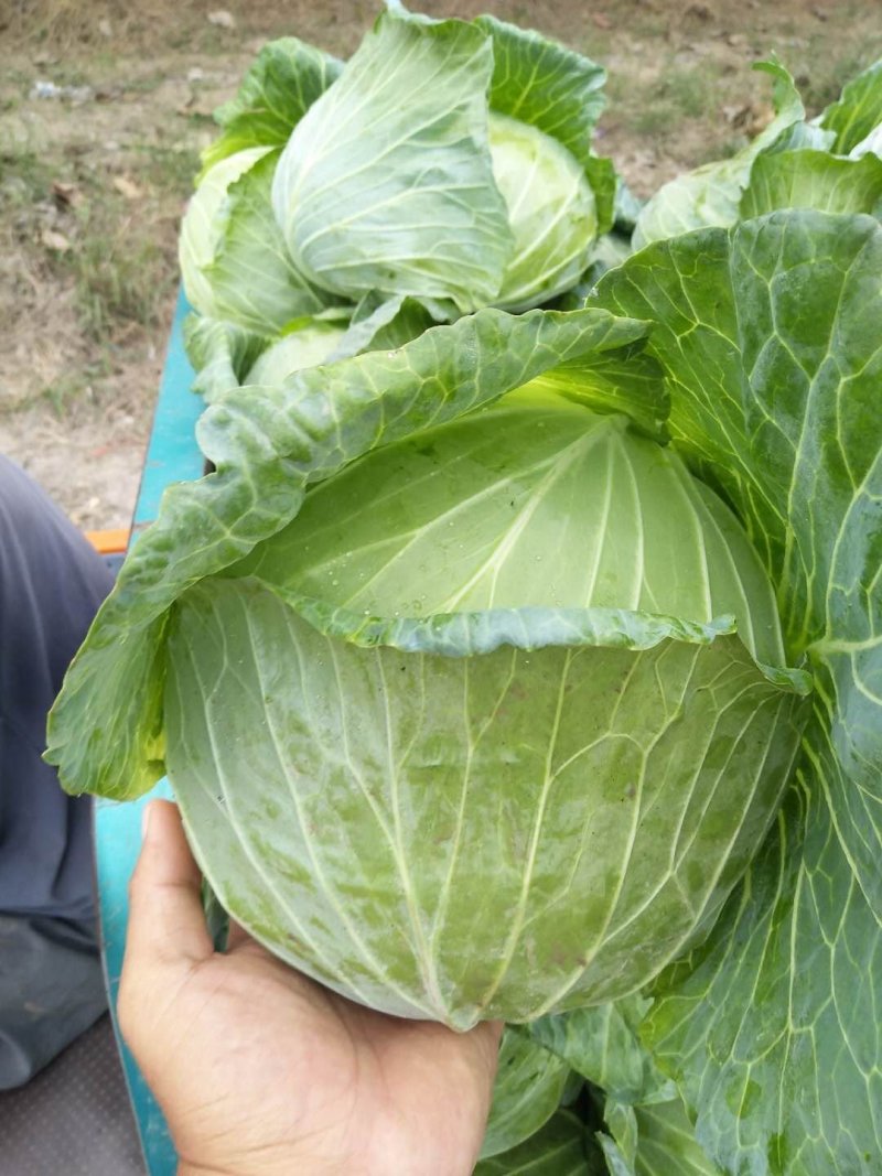 精品扁包菜产地直发大量供应可是视频看货欢迎致电