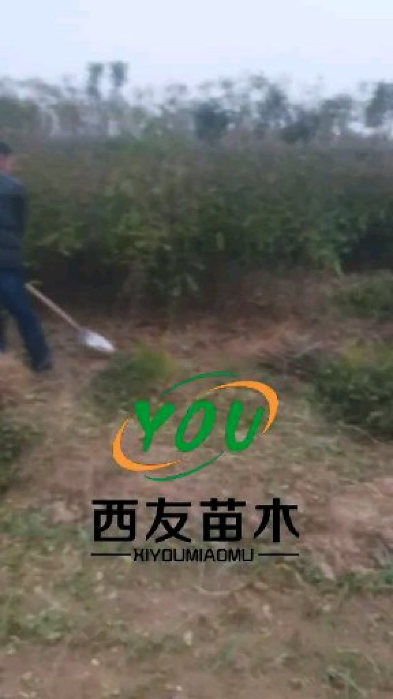 花椒苗子河南货源，花椒树苗子，成活率高产量高可做围栏