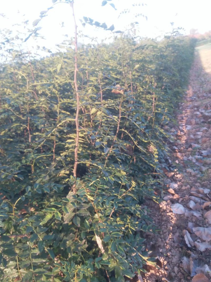 花椒苗子河南货源，花椒树苗子，成活率高产量高可做围栏
