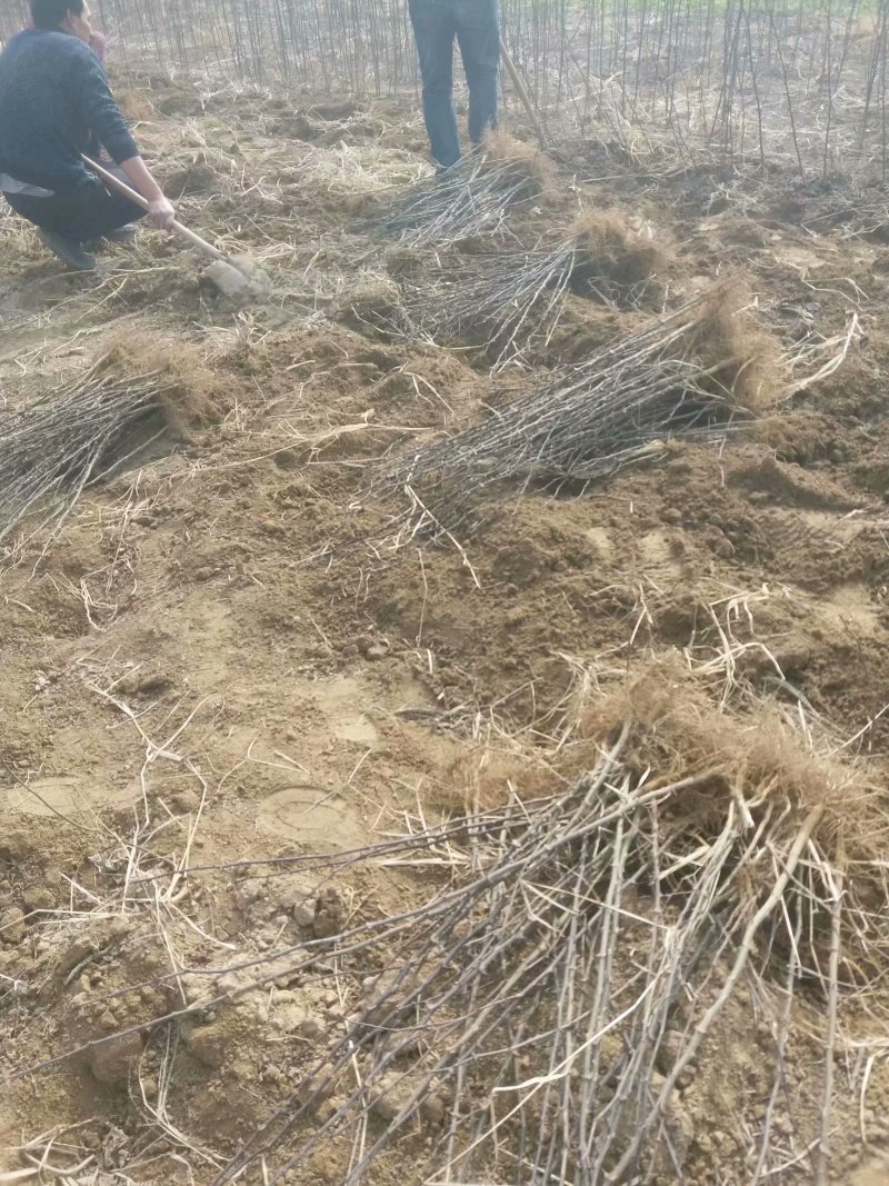 花椒苗子河南货源，花椒树苗子，成活率高产量高可做围栏