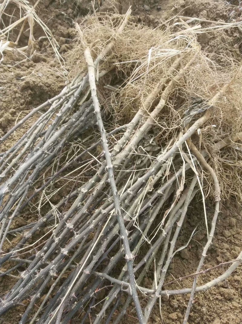 花椒苗子河南货源，花椒树苗子，成活率高产量高可做围栏