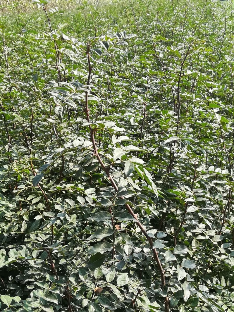 花椒苗子河南货源，花椒树苗子，成活率高产量高可做围栏